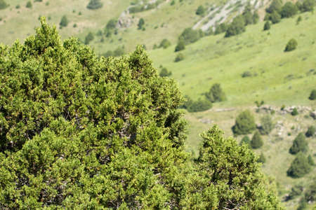 pine tree in the mountainsの写真素材