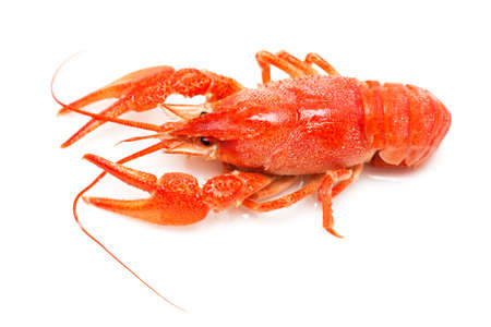 Hot boiled crayfish on white backgroundの写真素材