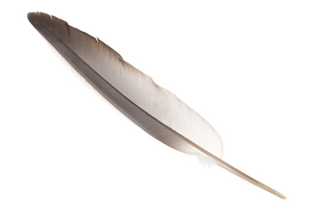 bird feather on white の写真素材