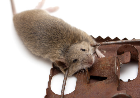 mouse in a mousetrap on a white の写真素材