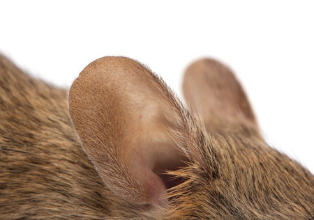 ear of the mouse. macroの写真素材