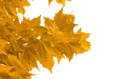 yellow maple leaves on a white 