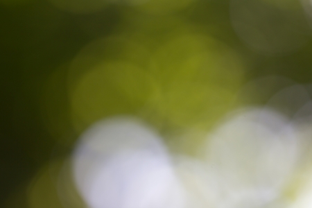 beautiful bokeh in the of natureの写真素材