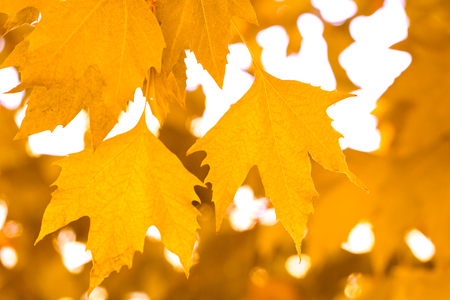 yellow maple leaves on a white backgroundの写真素材