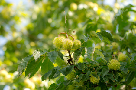 chestnut tree with fruits in natureの写真素材