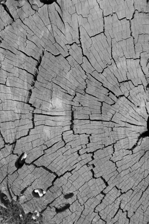 Dark brown tree trunk texture or backgroundの写真素材