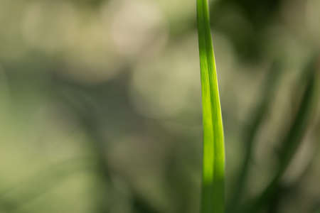 green blade of grass with beautiful bokeh