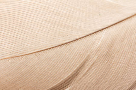background of a feather. Macroの写真素材
