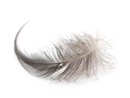 feather on a white background. Macroの写真素材