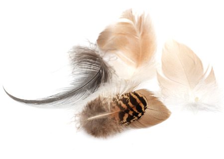 feather on a white background. Macroの写真素材