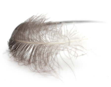 feather on a white background. Macroの写真素材