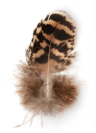 feather on a white background. Macroの写真素材