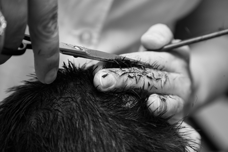 haircut at the barber scissorsの写真素材