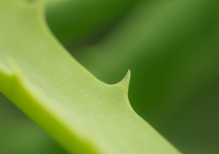 aloe. macroの写真素材