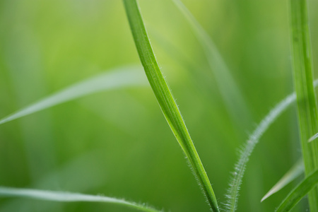 beautiful background of green grass in nature