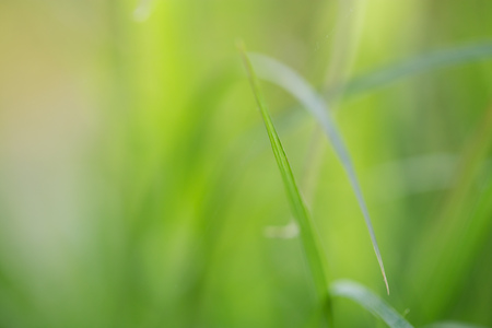 beautiful background of green grass in natureの写真素材