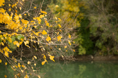 tree near a lake in autumnの写真素材