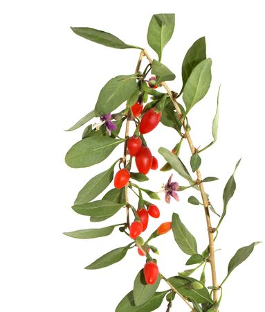 red chili pepper on the bush on a white backgroundの写真素材
