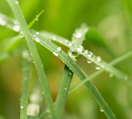 water drops on grass in nature. macro