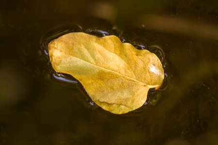 yellow autumn leaf on the waterの写真素材