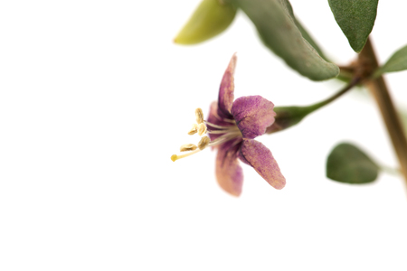 small purple flower. macroの写真素材