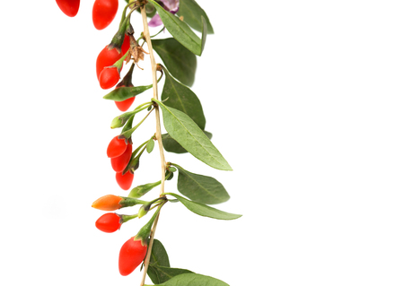 red chili pepper on the bush on a white backgroundの写真素材