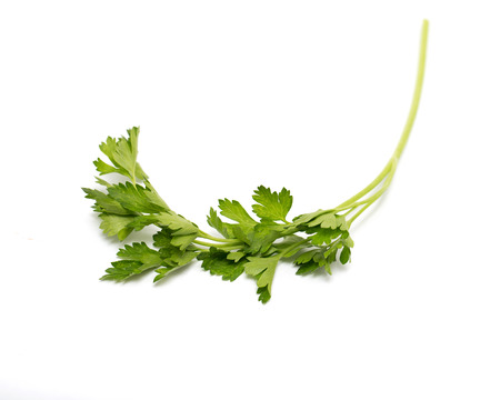 parsley on a white background. macroの写真素材