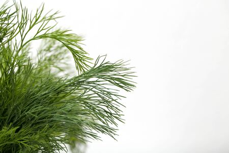 dill on a white background. macroの写真素材