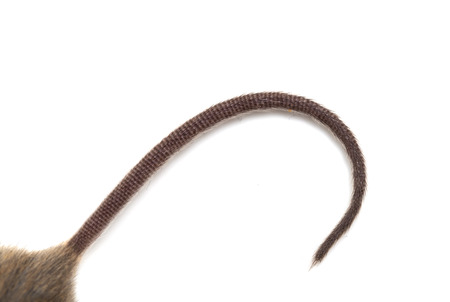 tail of the mouse. macroの写真素材