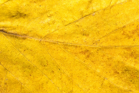 Background of autumn leaves. macroの写真素材