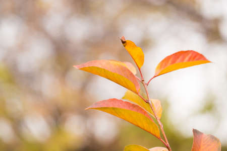 leaves on a tree in autumn