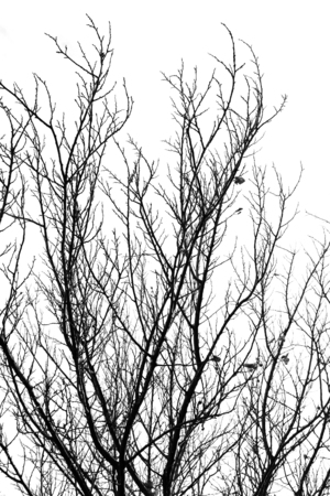 bare branches of a tree on a white background