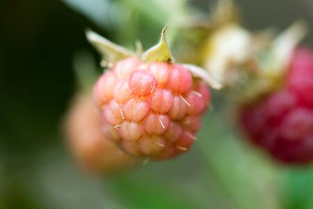 raspberry in nature. macro