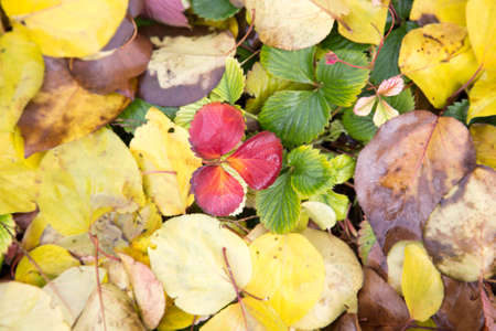leaves of autumn as background