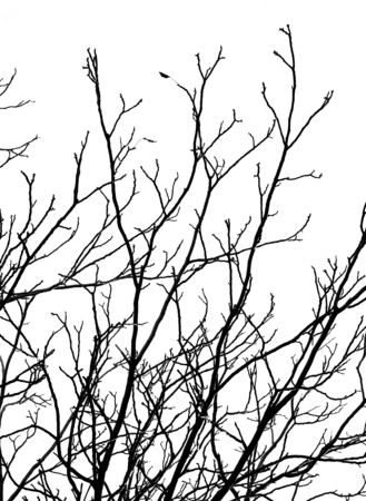 bare branches of a tree on a white backgroundの写真素材