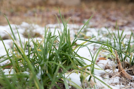 chives in snow on nature...の写真素材