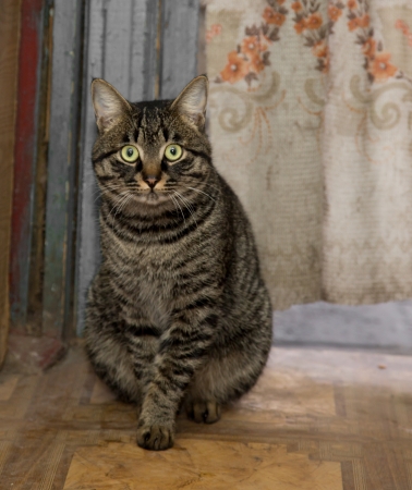 Portrait of a tabby gray catの写真素材