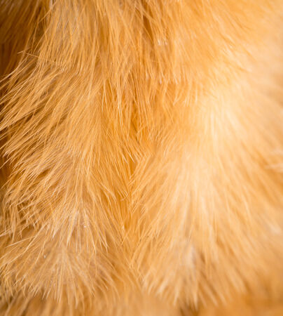 Rooster Feather background. fine textureの写真素材