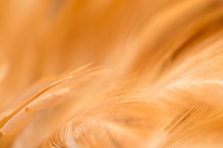 Rooster Feather background. fine textureの写真素材