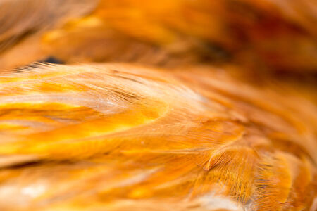 Rooster Feather background. fine texture