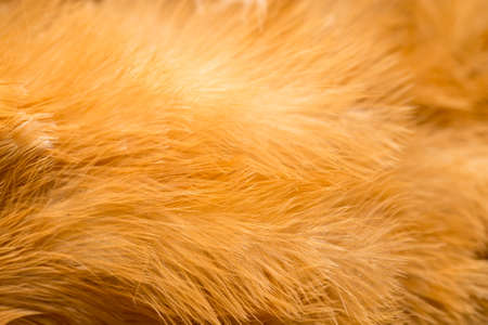 Rooster Feather background. fine texture