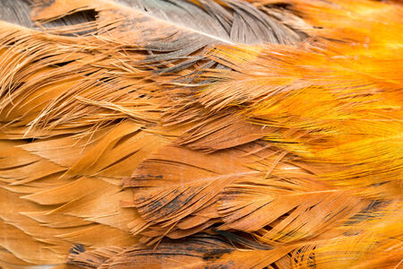 Rooster Feather background. fine texture