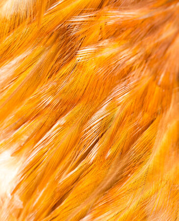 Rooster Feather background. fine textureの写真素材