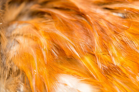 Rooster Feather background. fine textureの写真素材