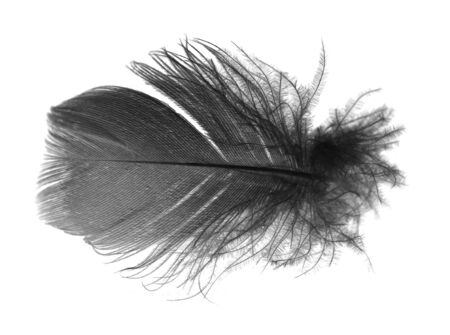 feather isolated on the white backgroundの写真素材