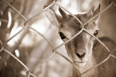 goat in captivityの写真素材