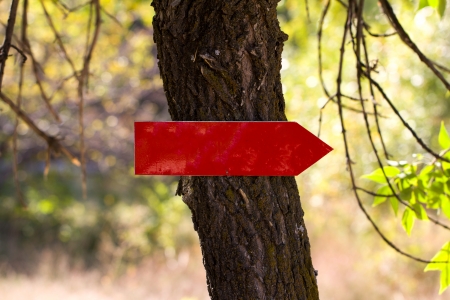 a pointer to a treeの写真素材