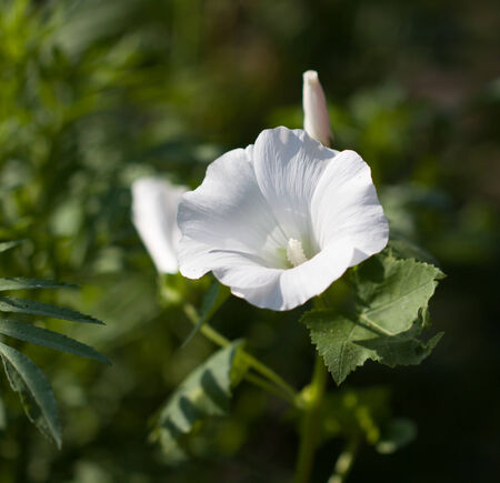beautiful white flower in natureの写真素材
