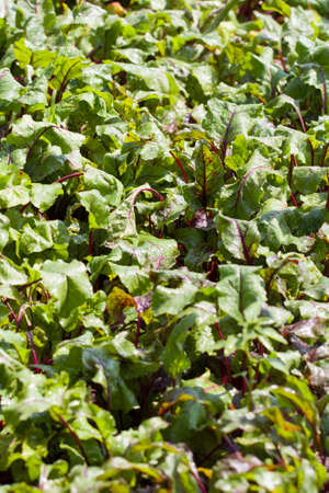 beet leaves in nature