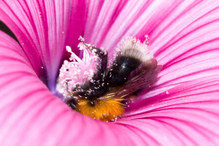 bee on a flower. macroの写真素材